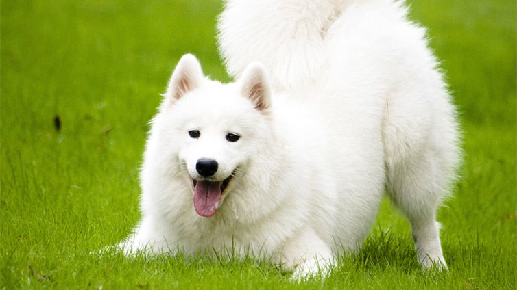 9 Dogs That Look Like Huskies