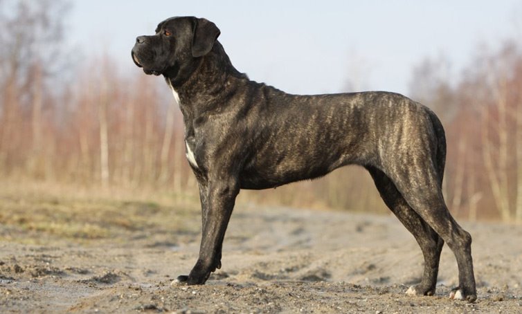 15 Best Guard Dogs Barking Royalty