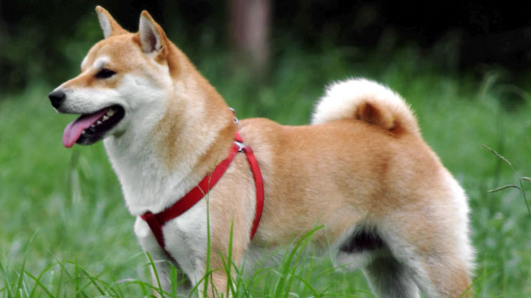 15 Dogs That Look Like Foxes aka Fox Dogs Barking Royalty