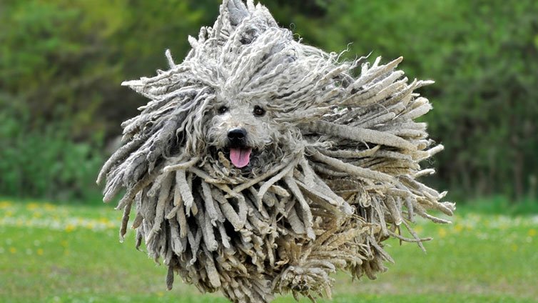 15 Dog Breeds That Don’t Shed Much