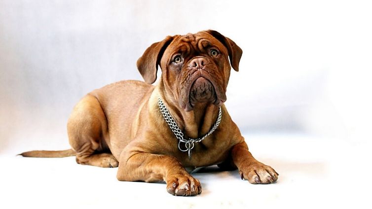 Do Dogs Sweat Through Their Tongue?