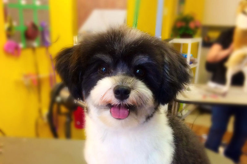 Barkley's Muttland. Dog groomer Kelowna Kelowna's Best Dog Groomer