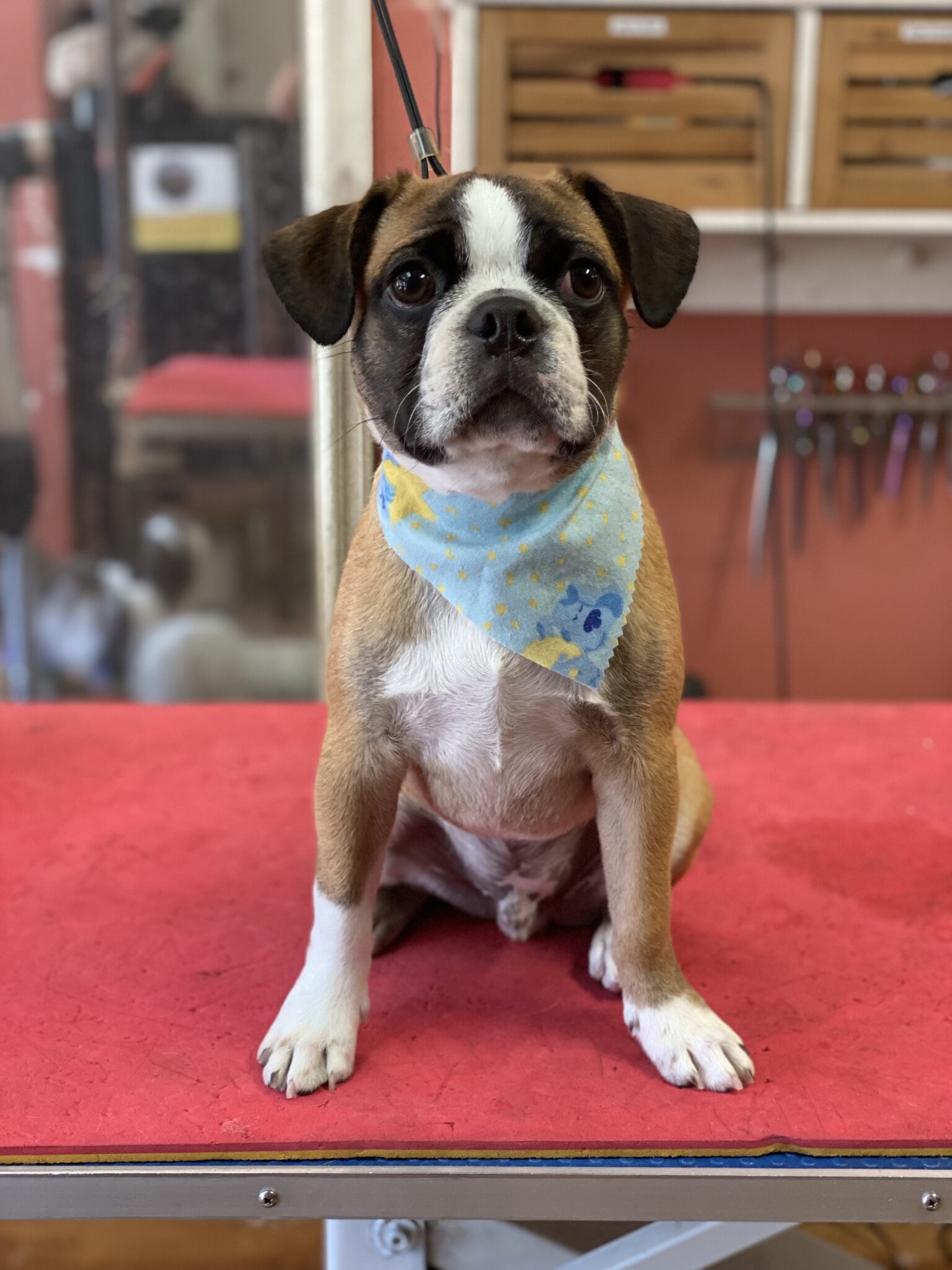 Barkley's Muttland. Dog groomer Kelowna Kelowna's Best Dog Groomer