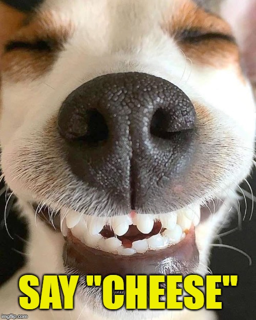 Top 30 Most Adorable Smiling Dog Memes Barkmind