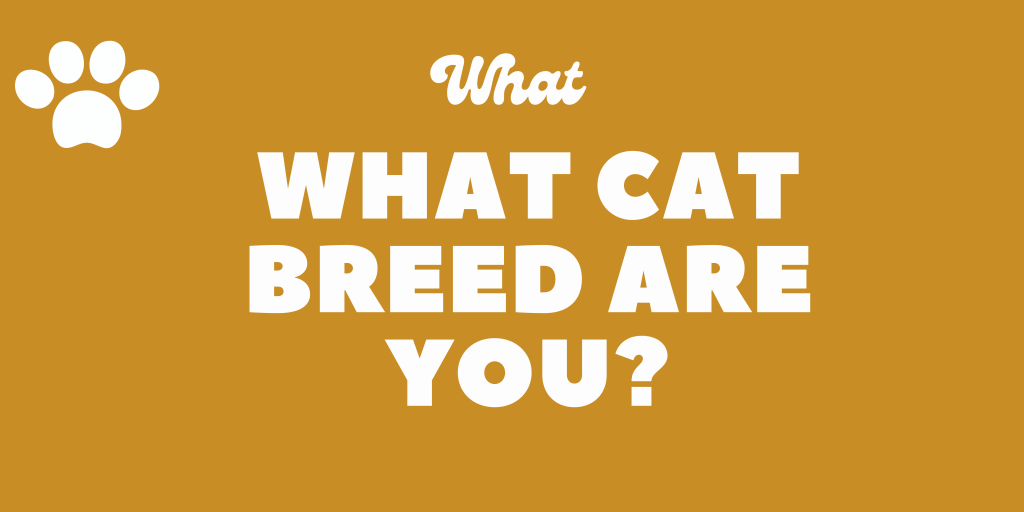 What Kind Of Cat Are You? Personality Quiz Barkmind