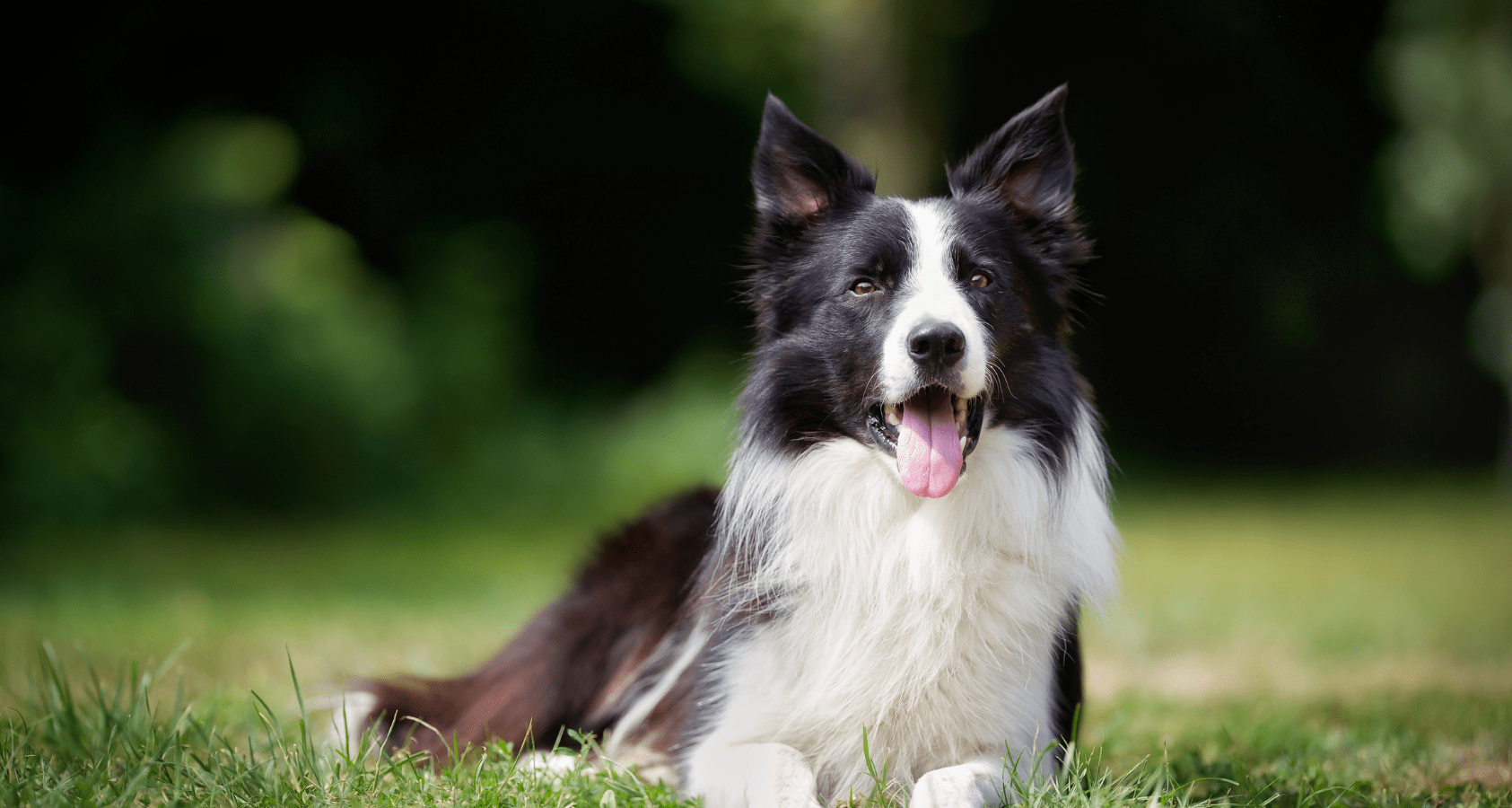 Top 10 Smartest and Most Intelligent Dog Breeds Barkmind