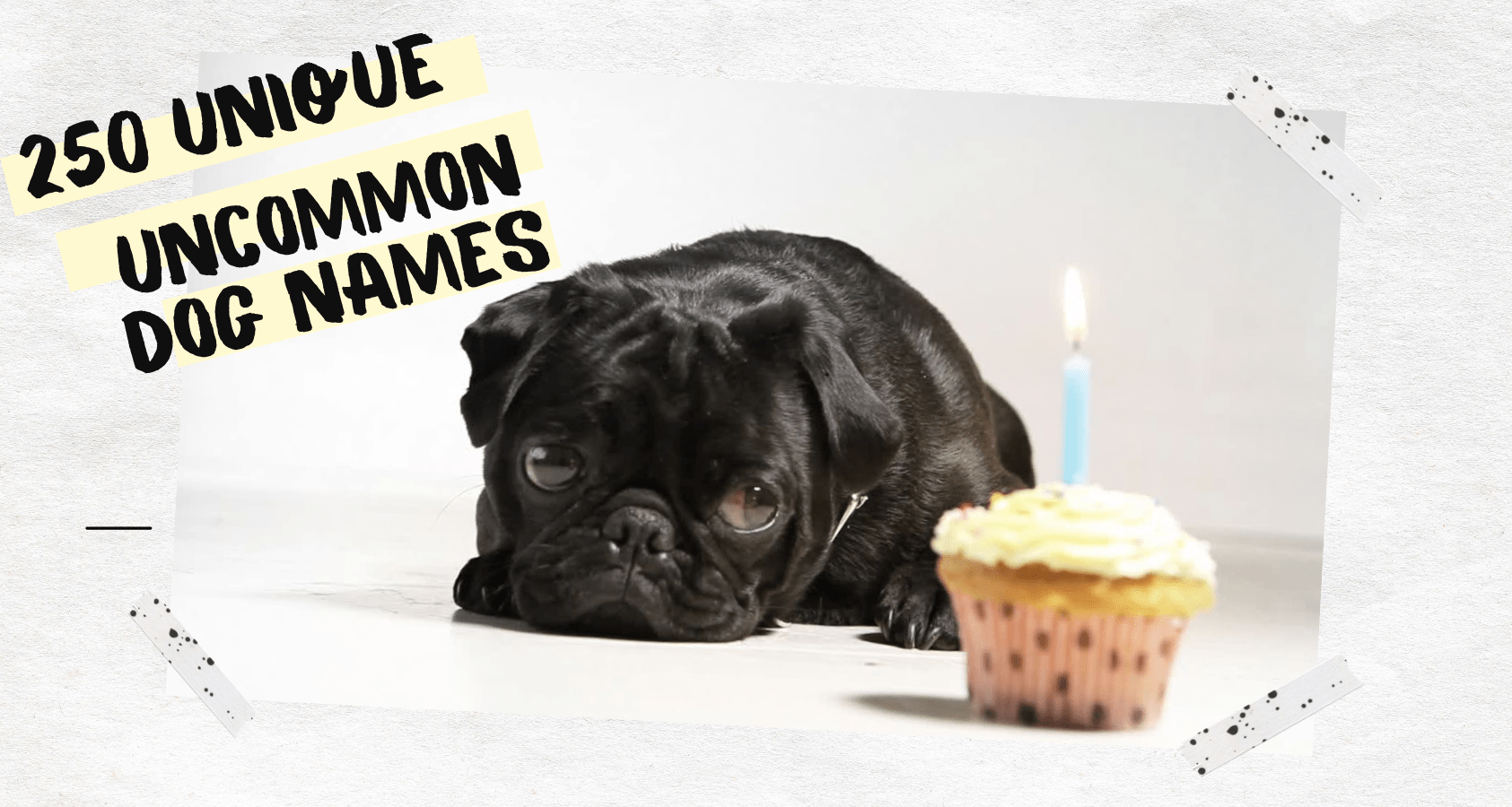 The 250 Most Unique and Dog Names Barkmind