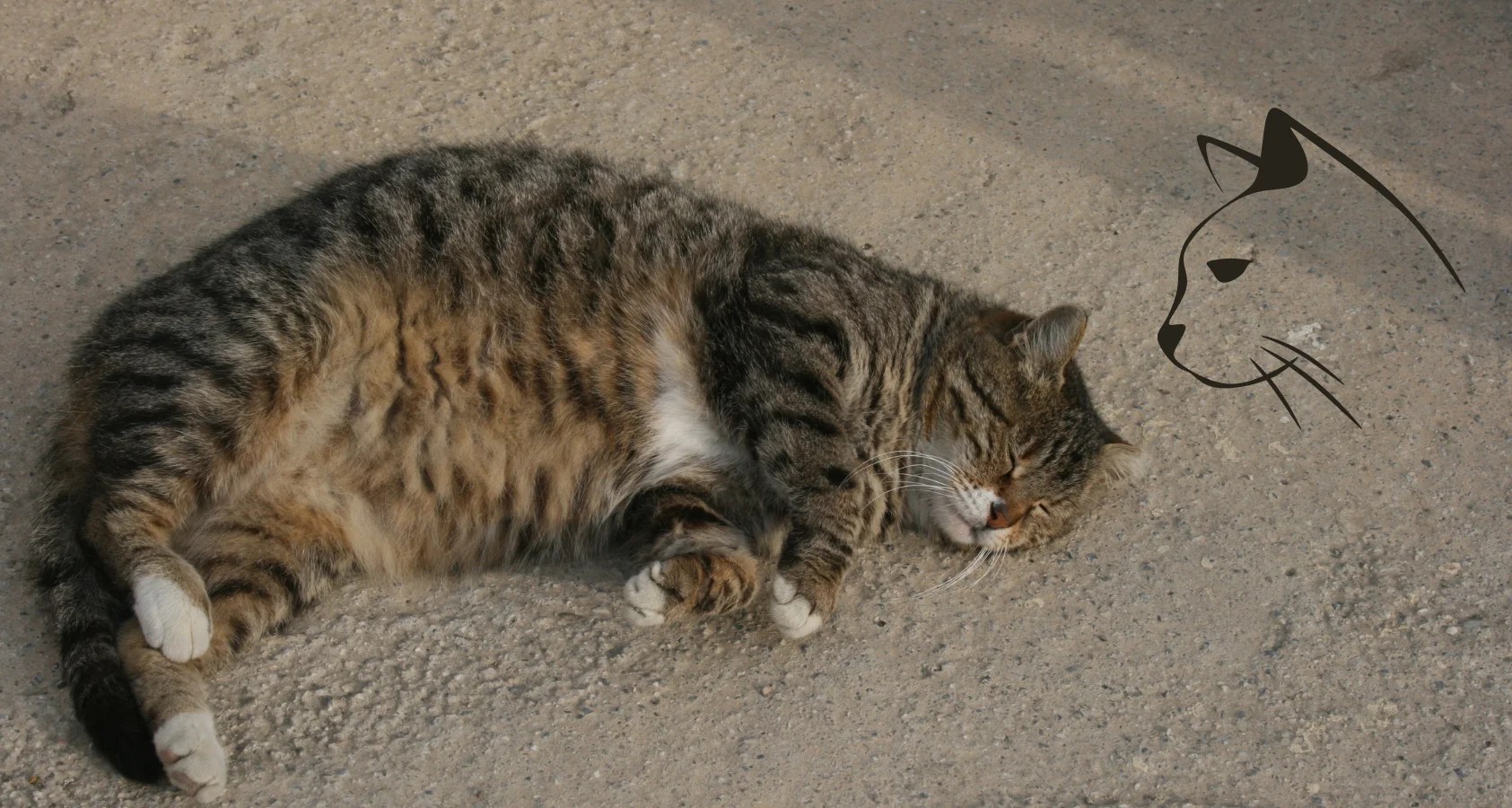 4 Ways to Tell If Your Cat Still Has Kittens Inside Barkmind