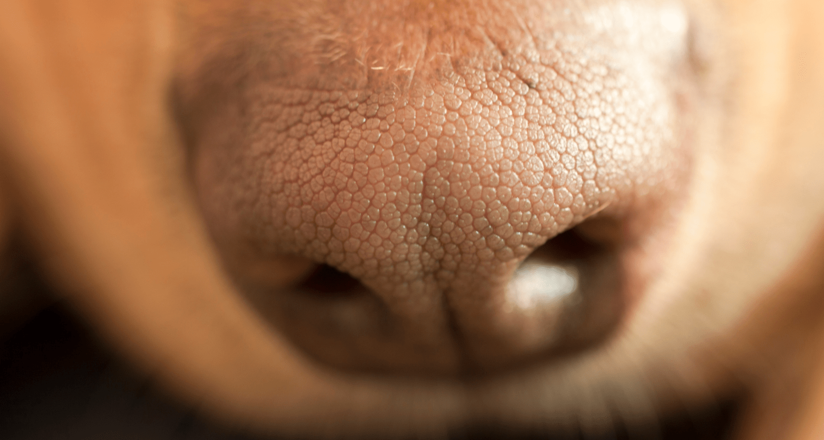 Can Dogs Break Their Nose? Vet Answers Barkmind