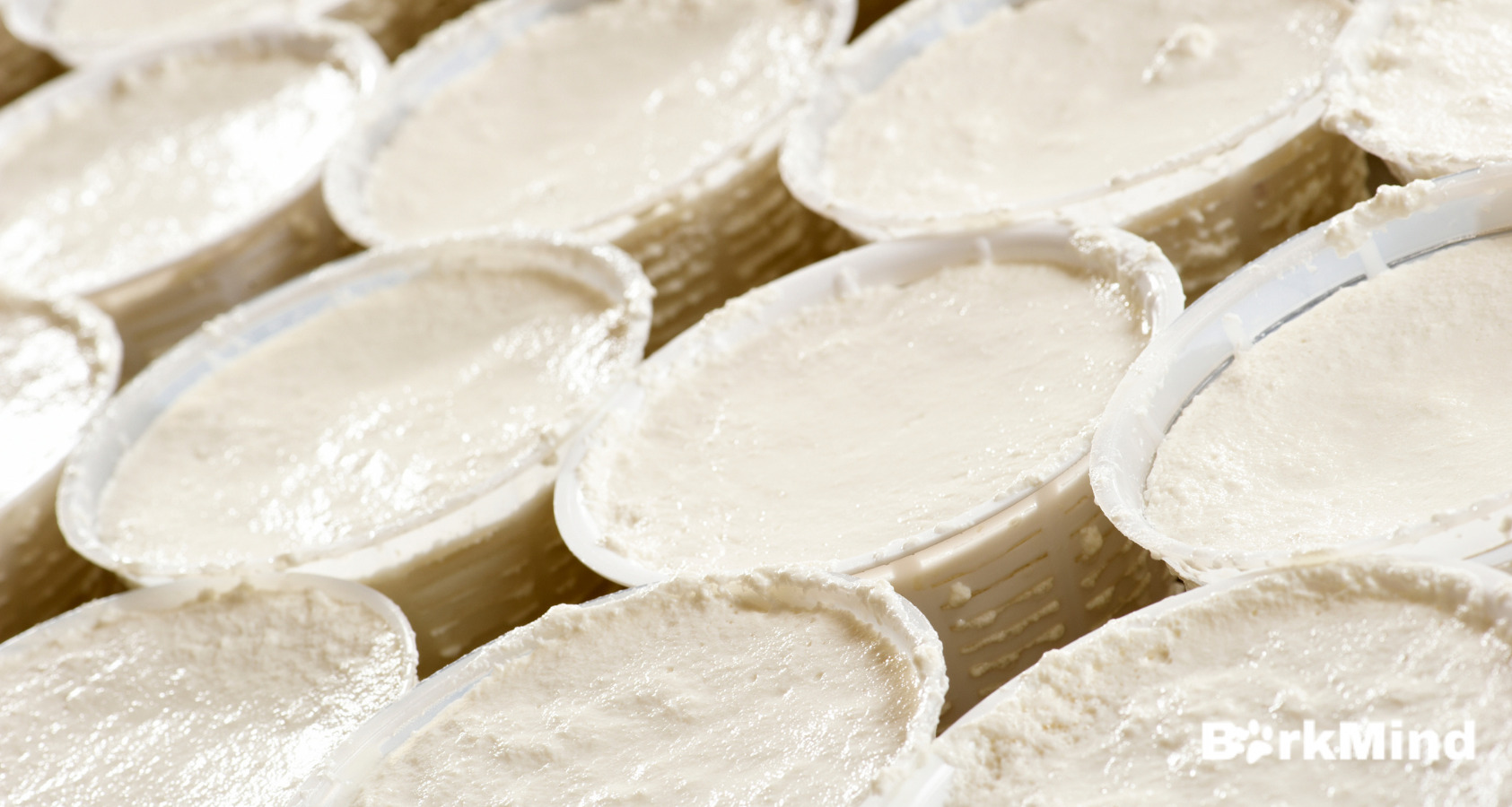 Can Dogs Eat Ricotta Cheese? Will Surprise You! Barkmind