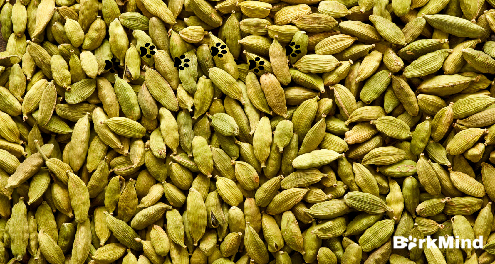 Can Dogs Eat Cardamom? Answered! Barkmind