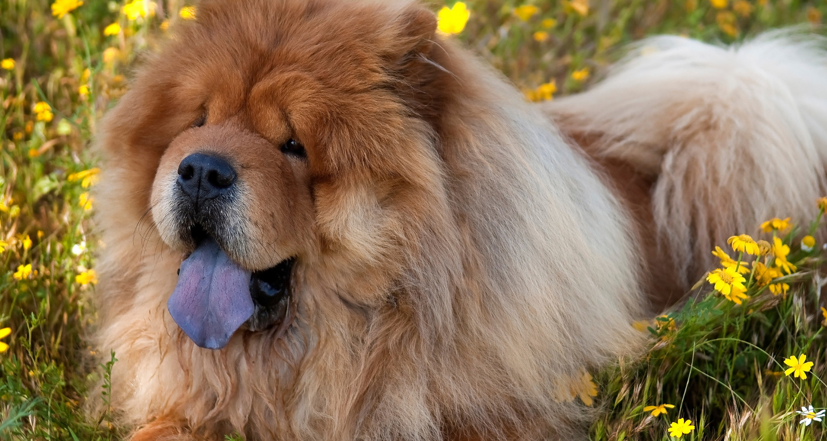 Are Chow Chows Hypoallergenic? Barkmind