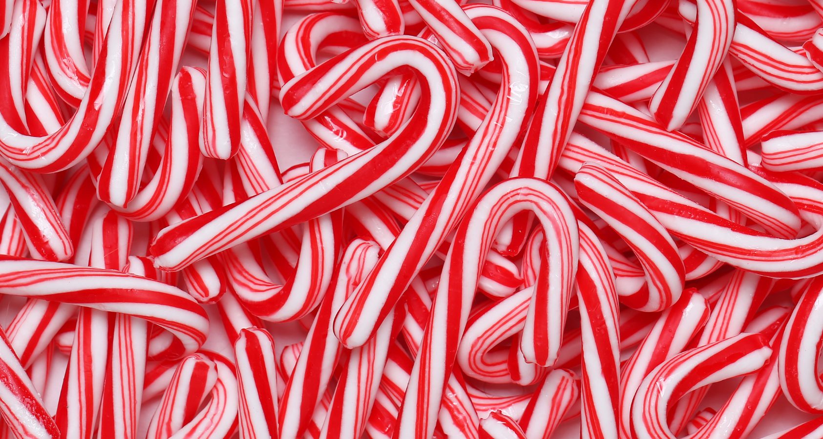 Can Dogs Eat Candy Canes? Answered! Barkmind