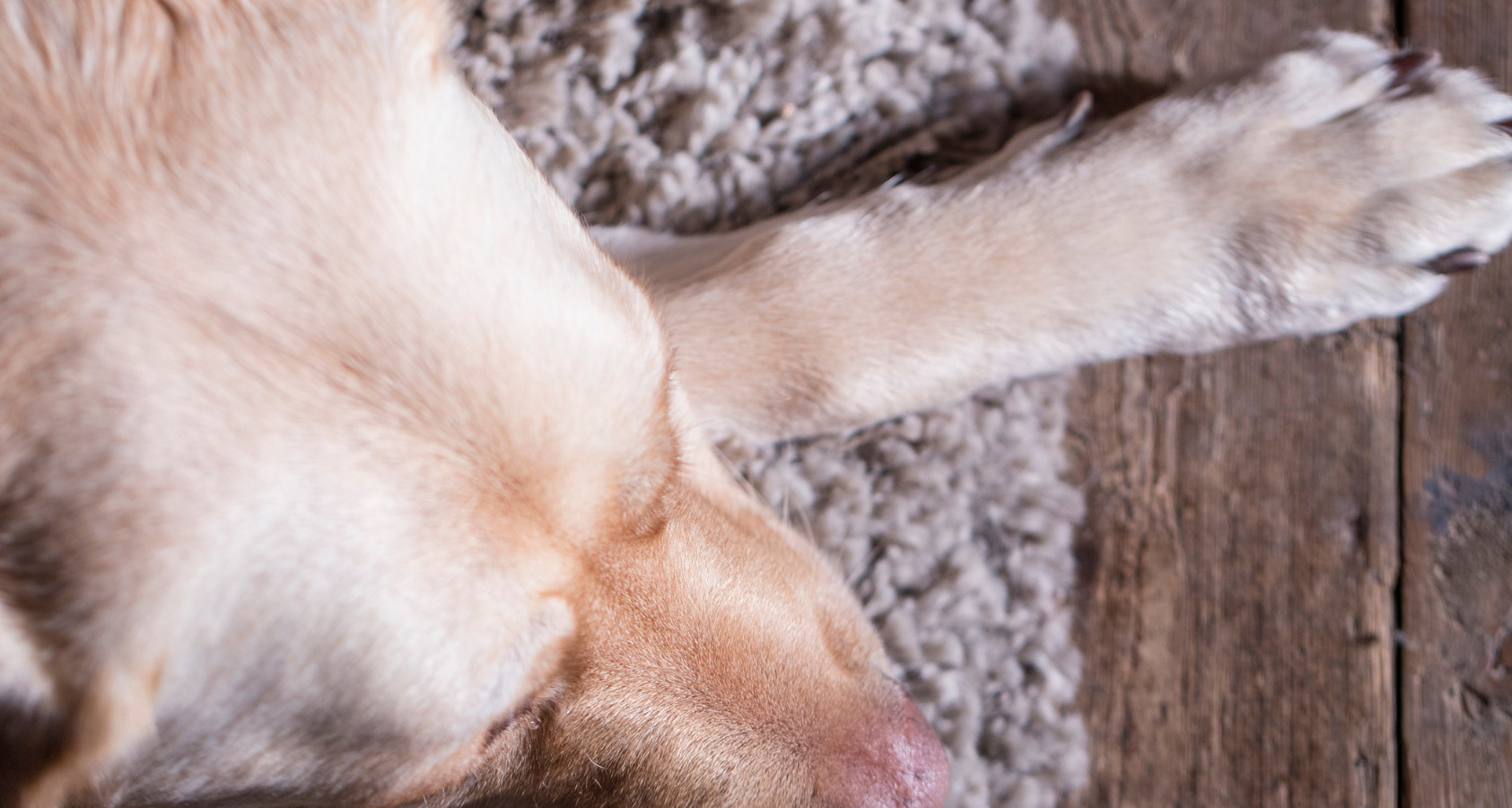 Will A Dog Eat Another Dead Dog? Dog Cannibalism Real?