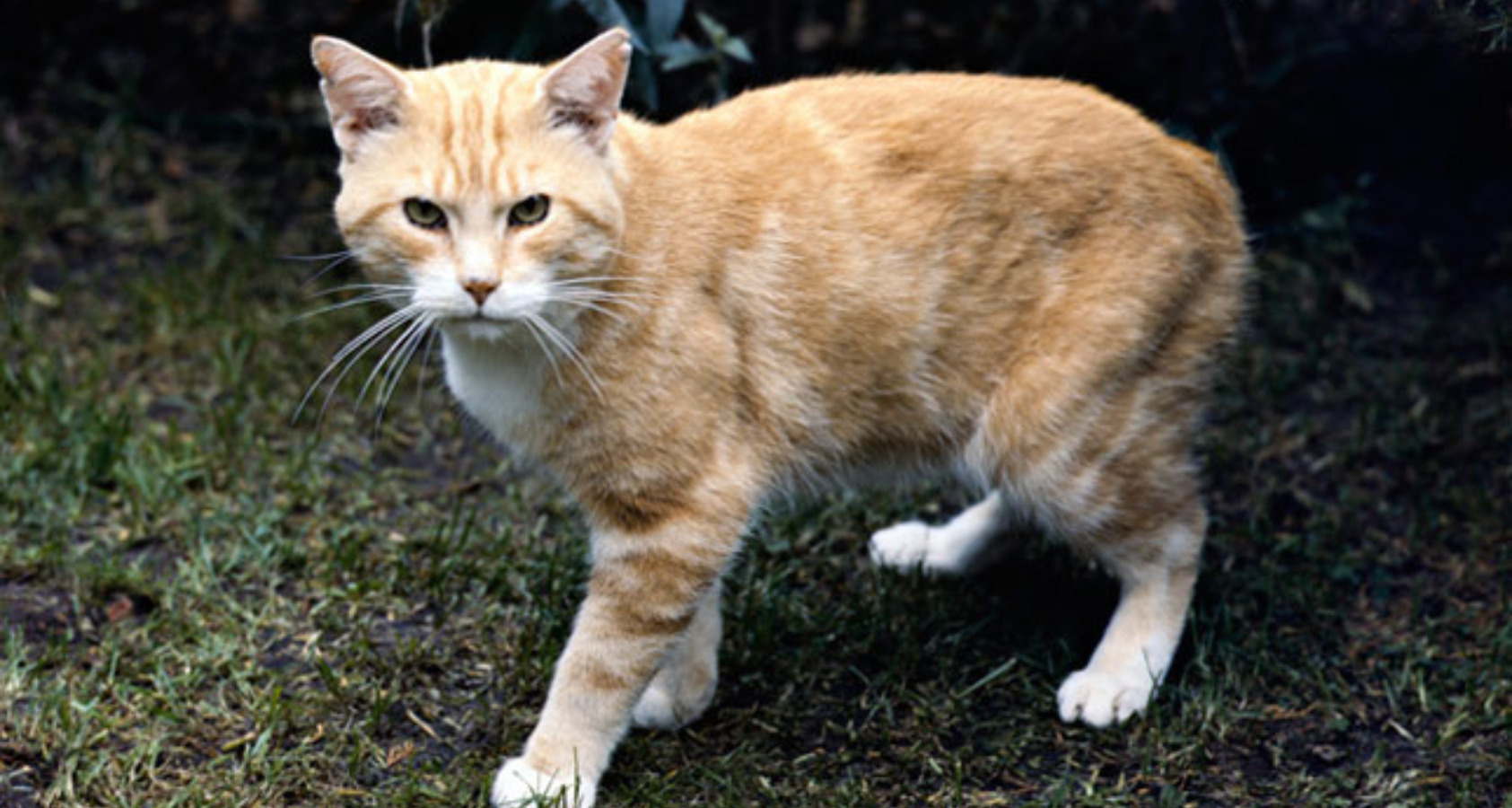 8 Beige Cream Cat Breeds Barkmind
