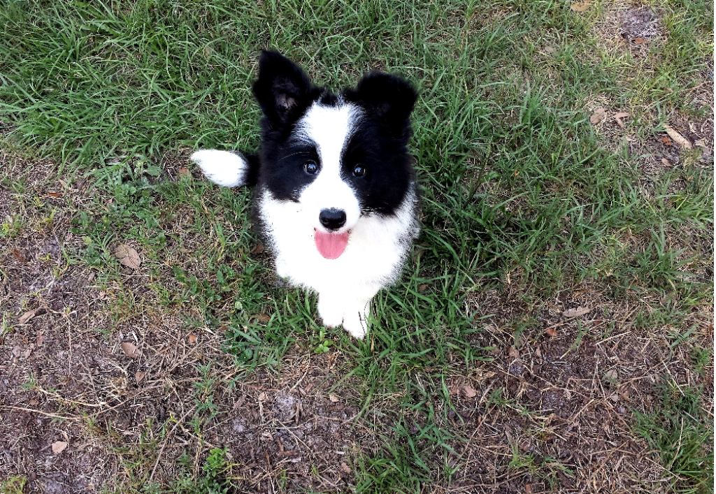 Dog Board & Training Program Dog Trainers in Land O' Lakes Florida