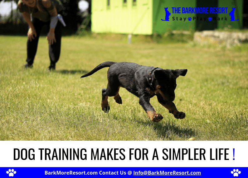 Local Dog Training in Land O' Lakes FL Get An Experienced Dog Trainer!