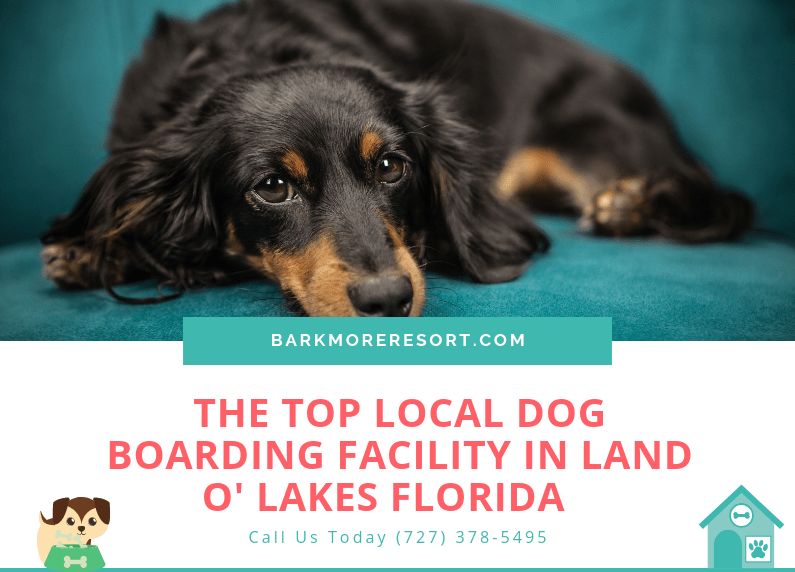 Pet Boarding facilities at BarkMore Resort in Land O’ Lakes Florida.