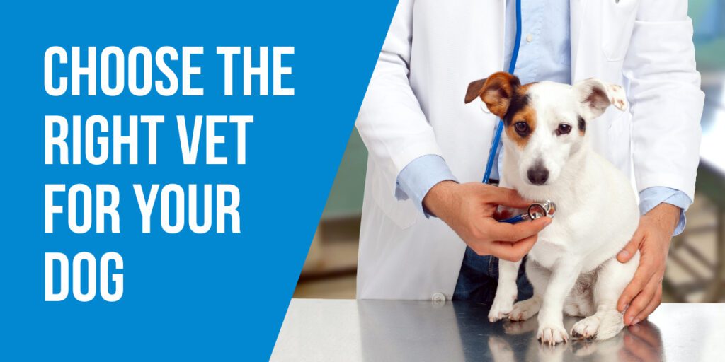 Choose The Right Vet For Your Dog
