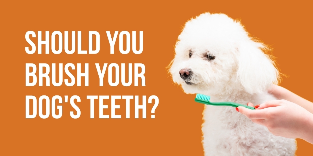 Should You Brush Your Dog's Teeth?