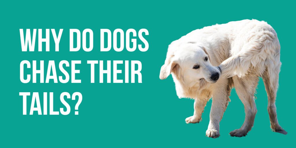Why Do Dogs Chase Their Tails?