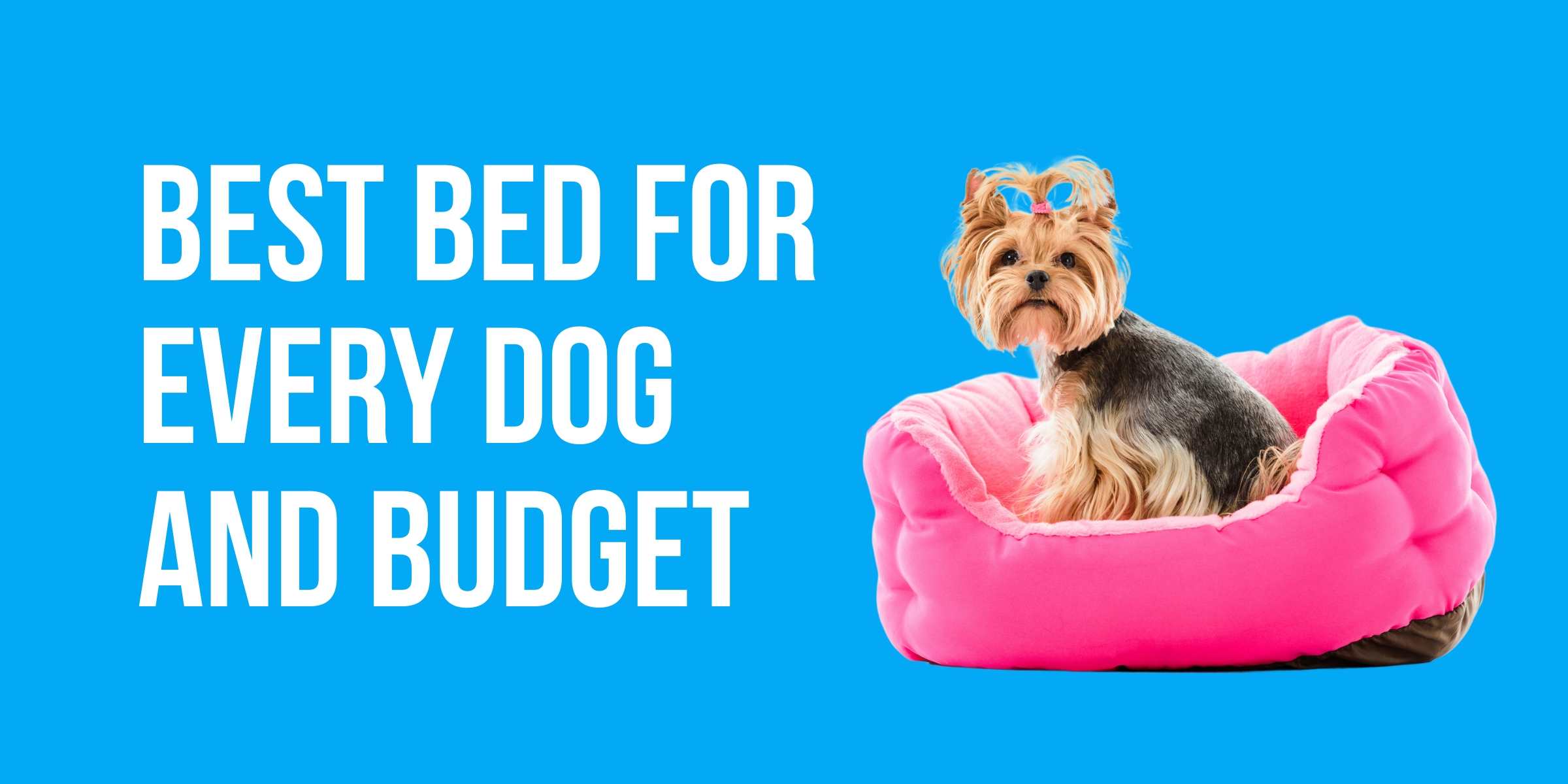 Best Bed for Every Dog and Budget