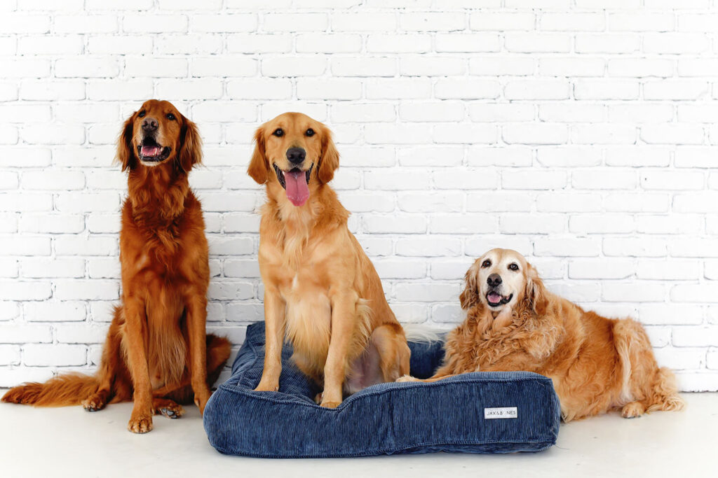 Frisco's Best Pet Food & Supply Boutique Bark N Fetch