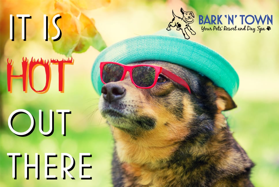 Can You Take Dogs Out In Hot Weather