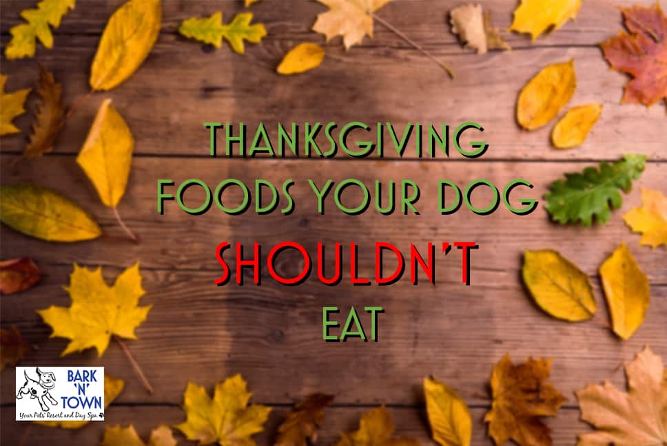Thanksgiving Food your Dog SHOULDN’T Eat. Bark N Town