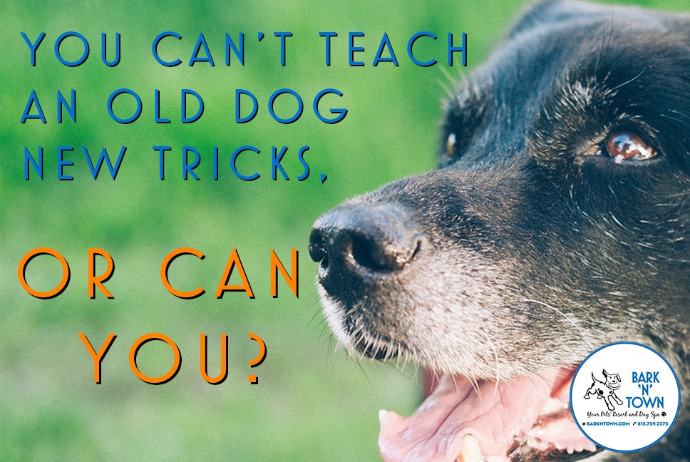 Can Old Dog Teach Puppy