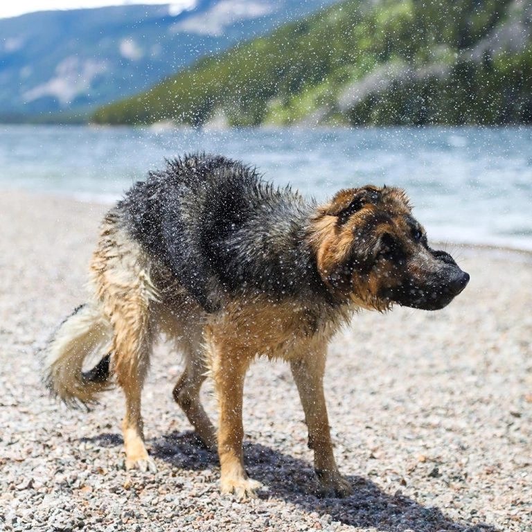 Bark Park Dog Day Care & Dog Boarding in Billings, MT