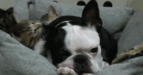 The Relationship Between Cats and Dogs, Told in GIFs The BarkPost