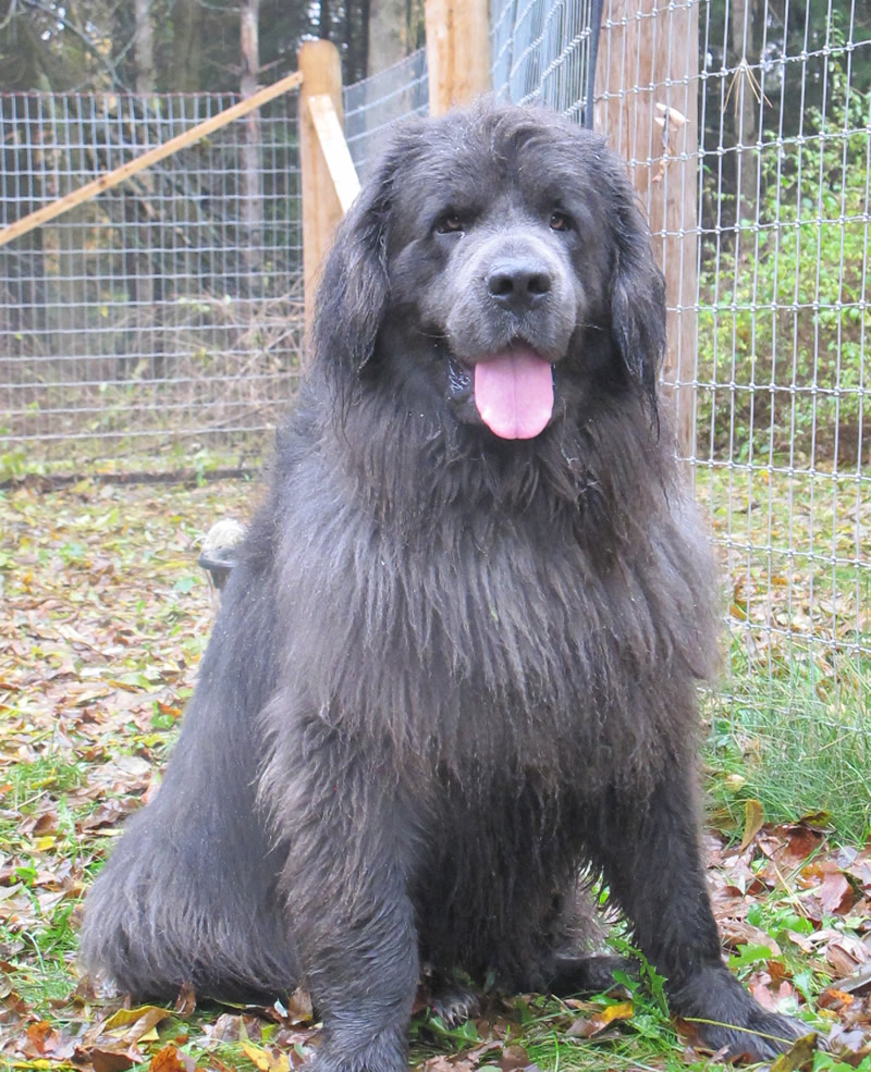 The 10 Greatest Things About Newfoundland Dogs BarkPost