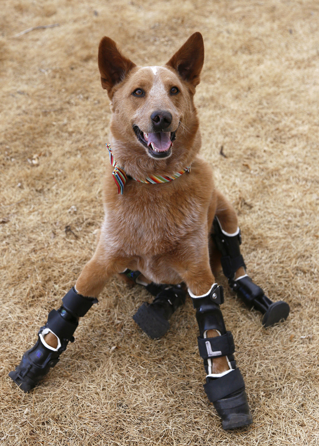 21 Facts About Dogs That Will Blow Your Mind! Pet Sit Pros South