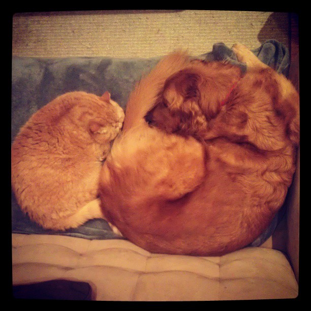 Interspecies Love Letter From Doug the Cat to Charlie the Dog BarkPost