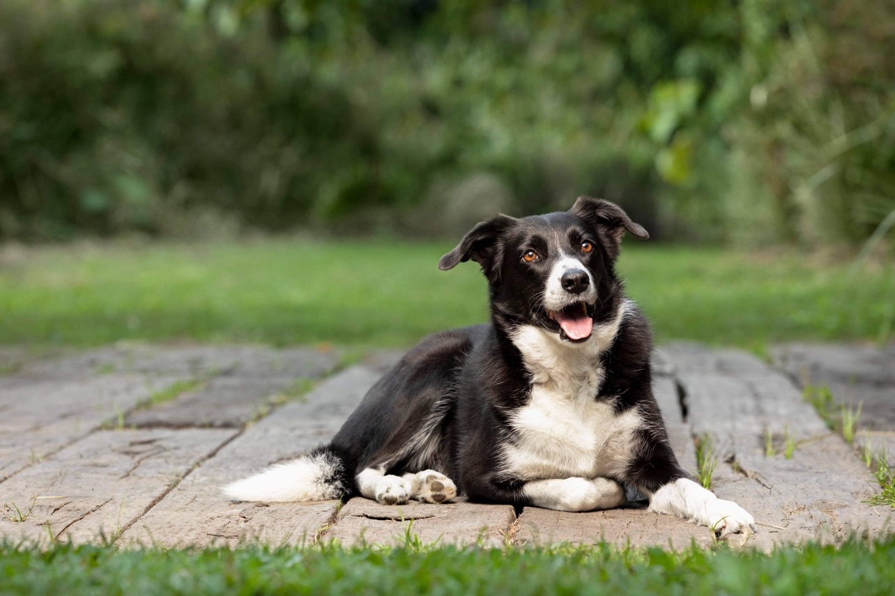 Luxury Gold Coast Dog Kennels Barkroyal