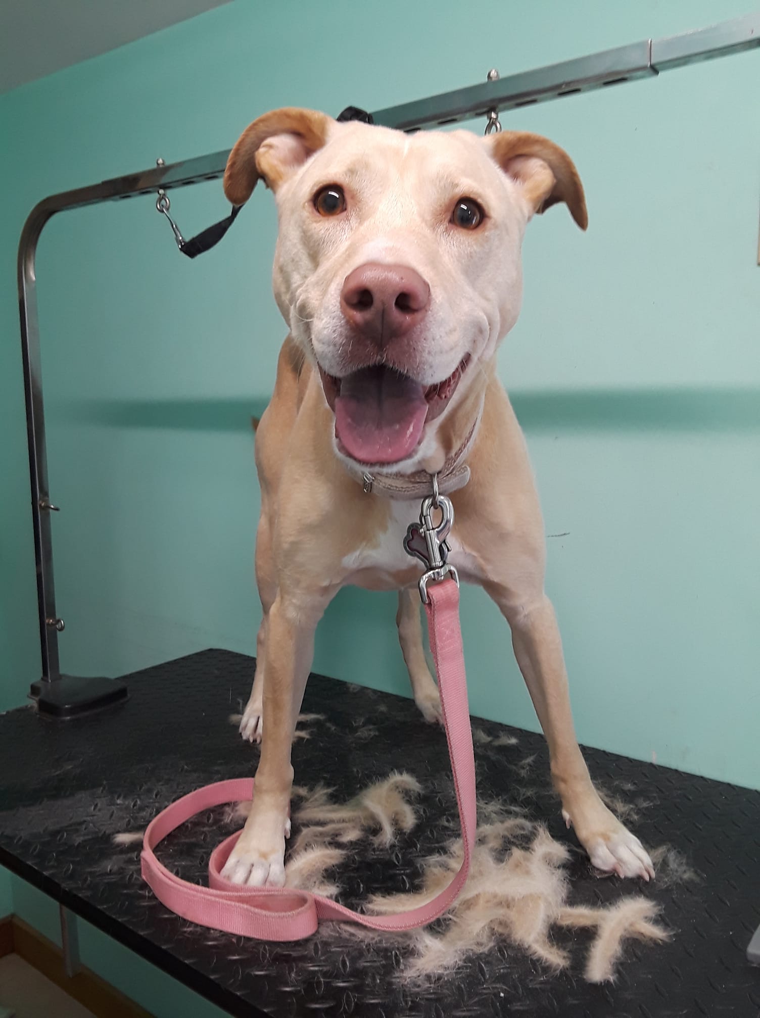 Gallery Barks and Bubbles