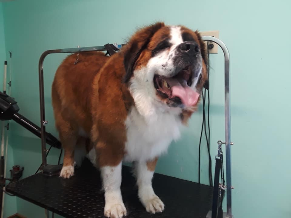 Gallery Barks and Bubbles