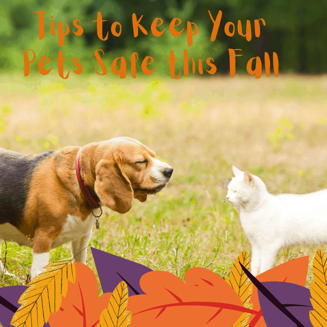 Pets Safety Tips for this Fall Barks and Recreation