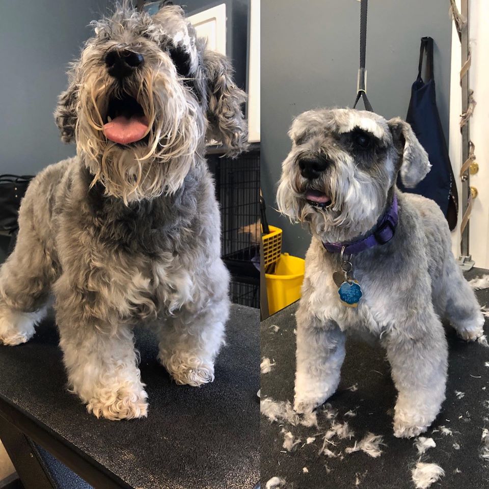 Grooming Barks Bed and Biscuit Dog Daycare, Boarding and Grooming