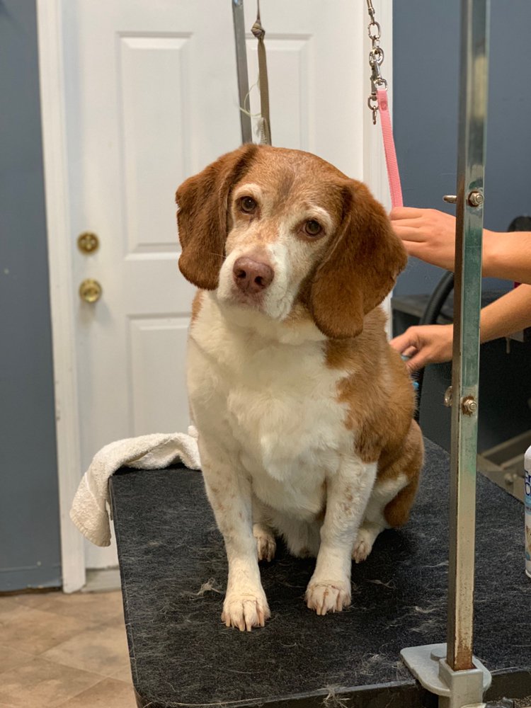 Barks Bed and Biscuit Dog Daycare, Boarding and Grooming in Denville, NJ