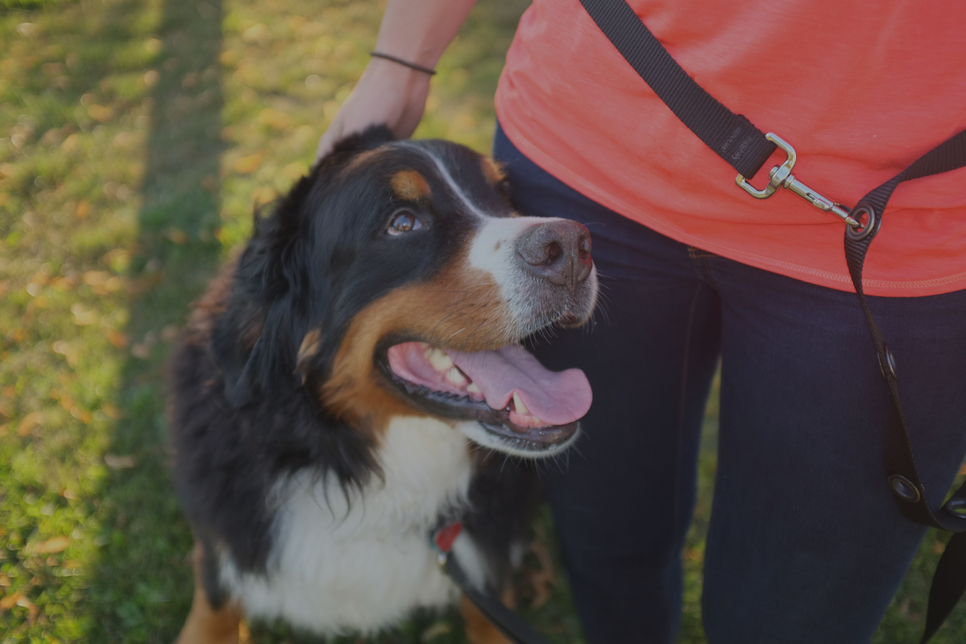 Don’t Shave Your DoubleCoated Dog Barks N Purrs