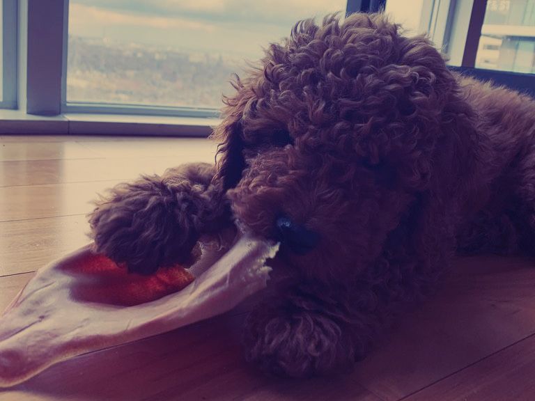 4 Puppy Behaviours to Nip in the Bud Early Barks N Purrs