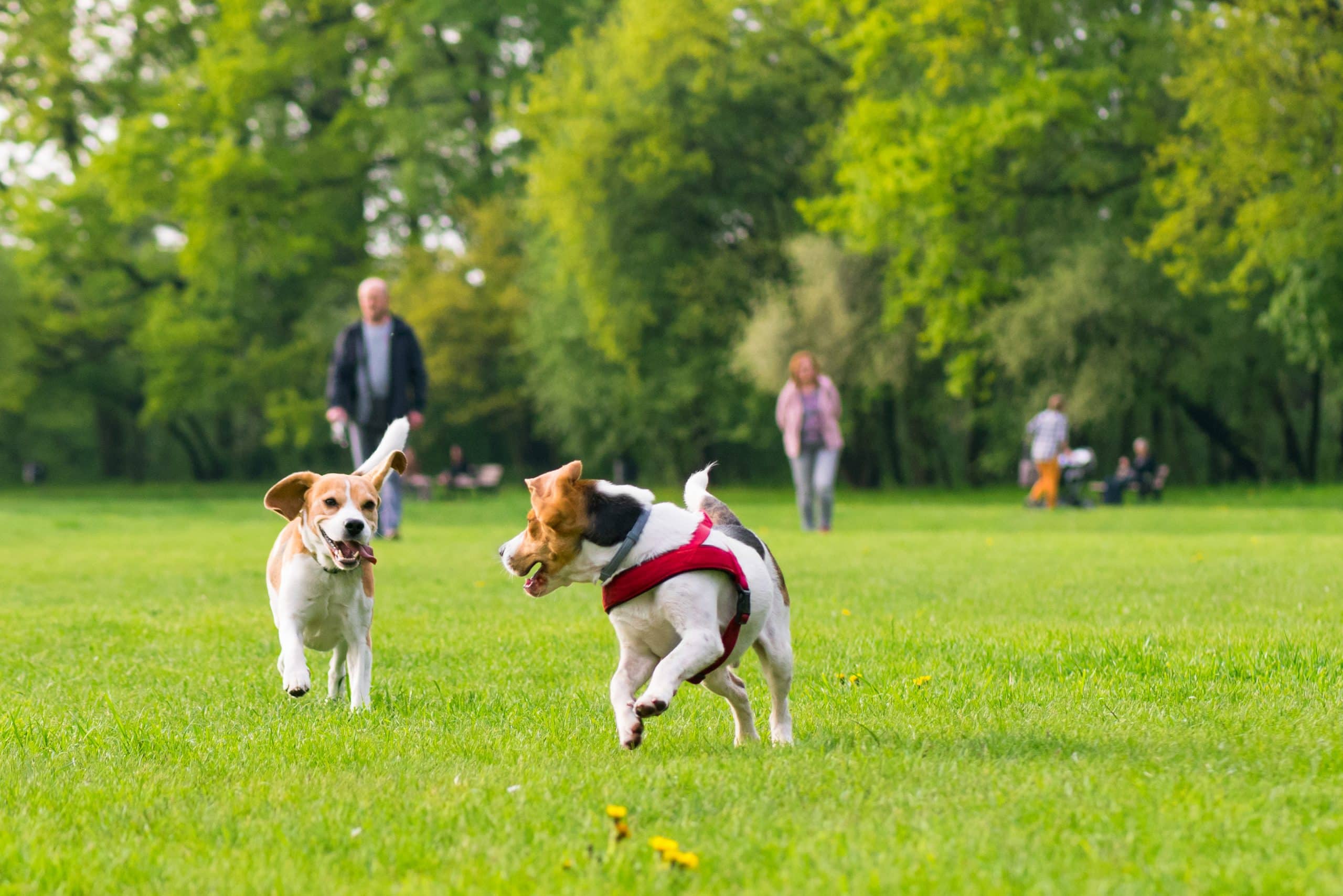 Where Should You Take Your Dog on a Surprise Outing? BarkSpot