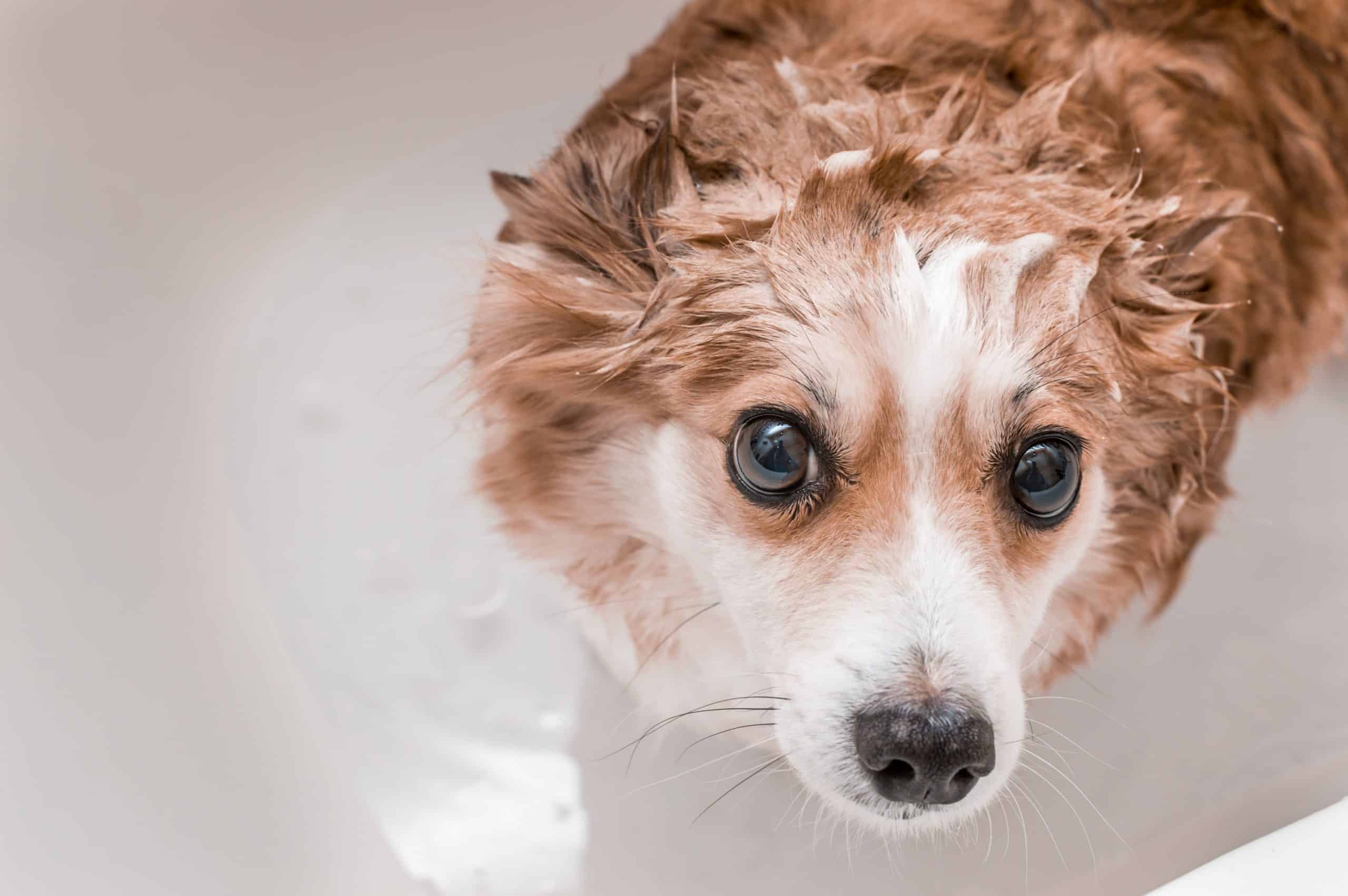 The Best Shampoo For Your Dog BarkSpot