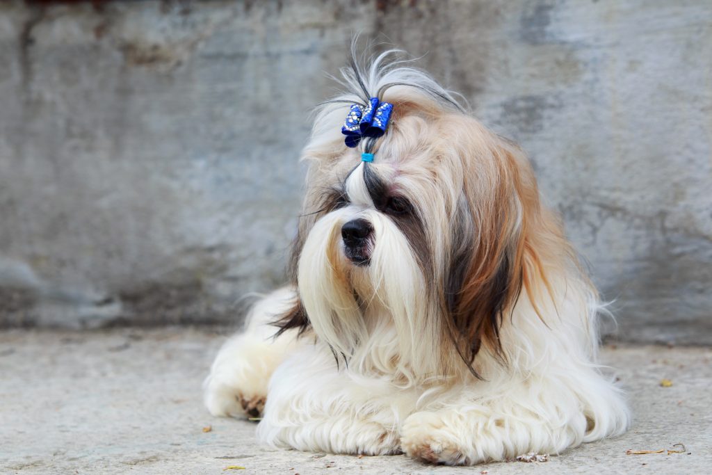 Why Is My Shih Tzu Dog Overheating? - Barkspot