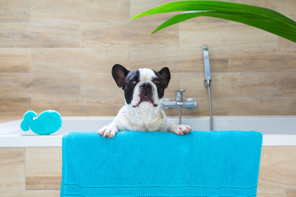 Is It Time To Get Your Dog Groomed? BarkSpot