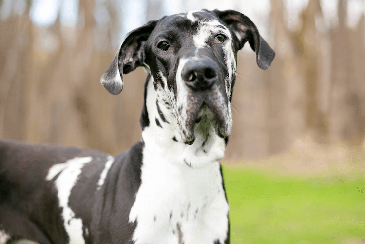 Black and White Great Dane Everything You Should Know About the World