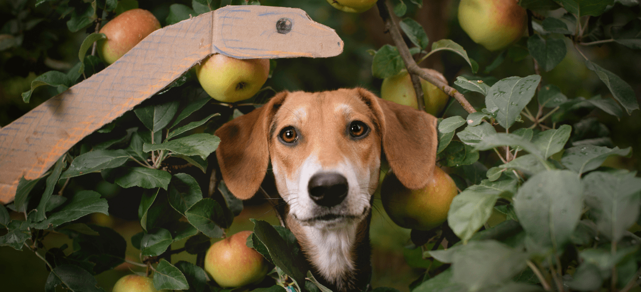 Guarding Your Pup The Best Snake Repellent Safe for Dogs BarkStory