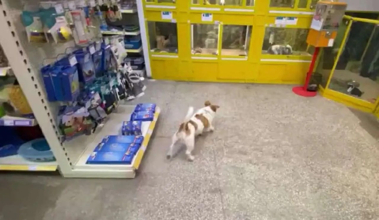 Adorable Dog Visits The Pet Store To Make New Animal Friends Bark Talent